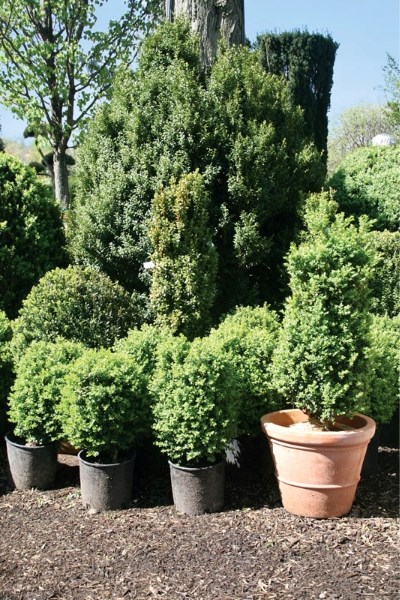 Potted evergreens can serve a dual purpose: they provide a live tree for Christmas and a new addition to the yard in the spring.