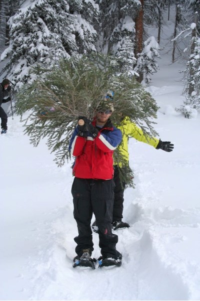 Online permits allowing Albertans to harvest their own Christmas trees have been a hit since going on sale earlier this week.