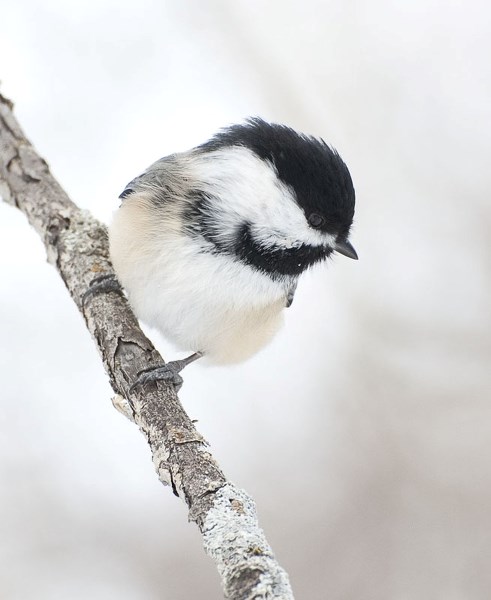 FEED ME! – A black-capped chickadee hops from branch to branch in hopes a passing photographer will give it food. This friendly fellow was snapped in the Clifford E. Lee