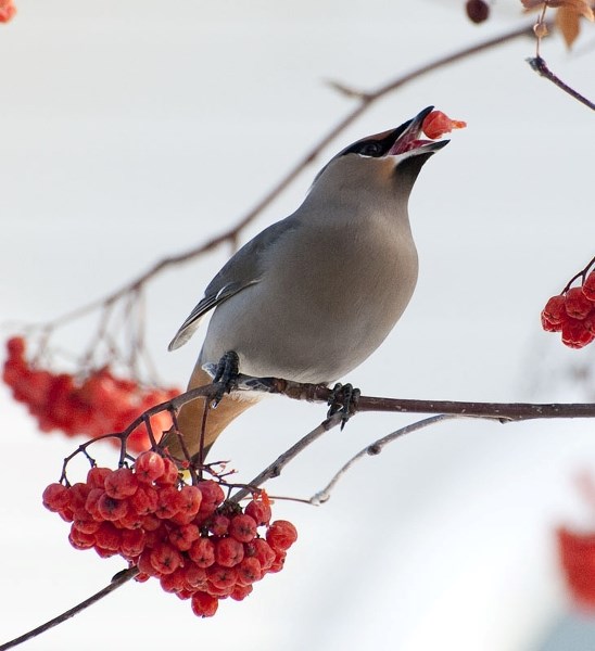 DOWN THE HATCH — A bohemian waxwing gulps down a berry from a tree in St. Albert. Waxwings usually flock into the city around this time of year in huge swarms in search of