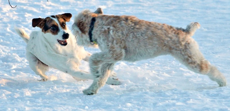 CANINE AREA – City council has approved a new dog park in Campbell Business Park but some councillors have concerns about its esthetics.