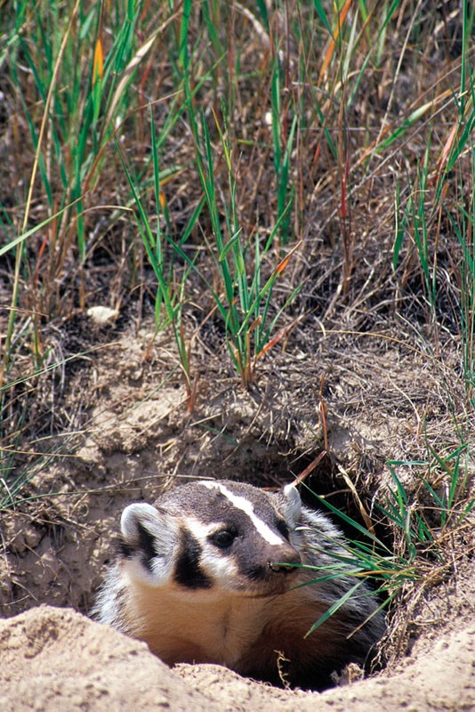 DWINDLING NUMBERS – Badgers are threatened by habitat loss