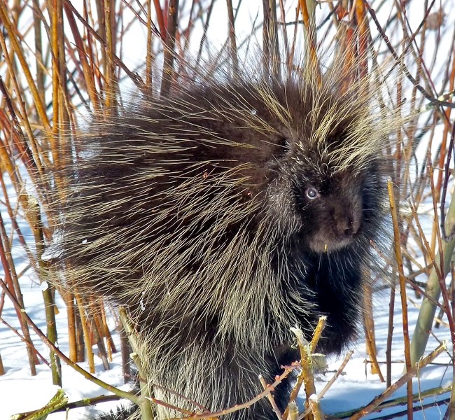 HUH? – A young porcupine is suprised by a photographer as it nibbles on branches. Porcupines are brown furred