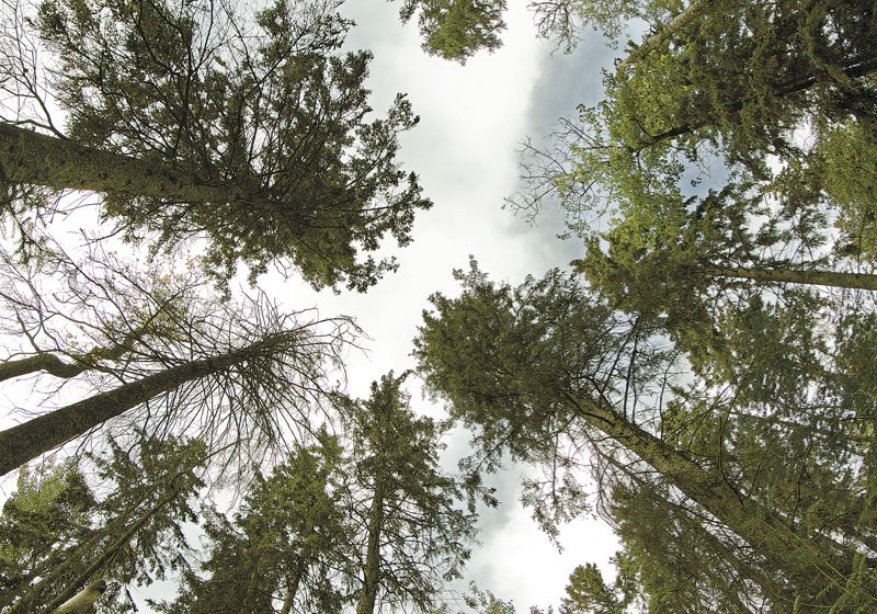 OFFICIAL TREES – The city declared the white spruce to be the official coniferous tree of St. Albert this week.