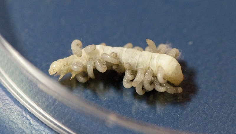 CHESTBURSTERS? – A cabbage looper dies as scores of parasitic braconid wasp larvae burst out of its skin during the CanoLAB conference at the Enjoy Centre this week.