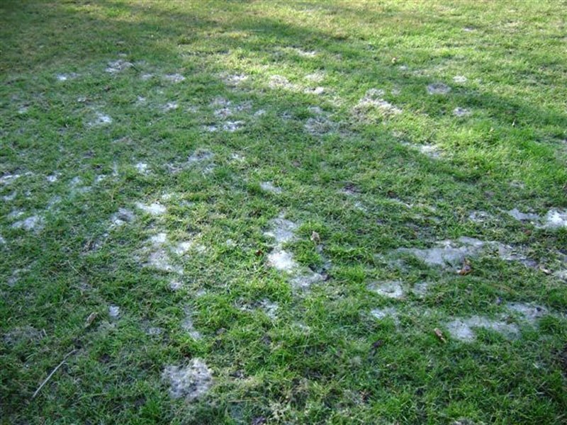 SEASONAL HAZARD – Snow mould can cause some people to experience breathing problems.
