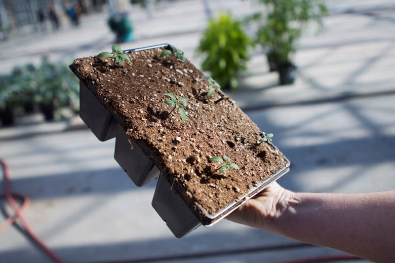 GOOD START – Timing is a critical element when growing tomato plants indoors.
