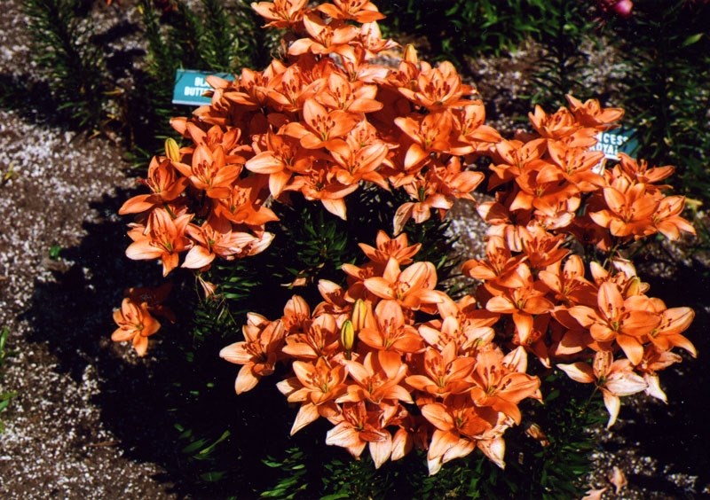 DAN DALE – The orange Dan Dale Asiatic lily does not produce pollen as it has been bred so that it does not have stamens.