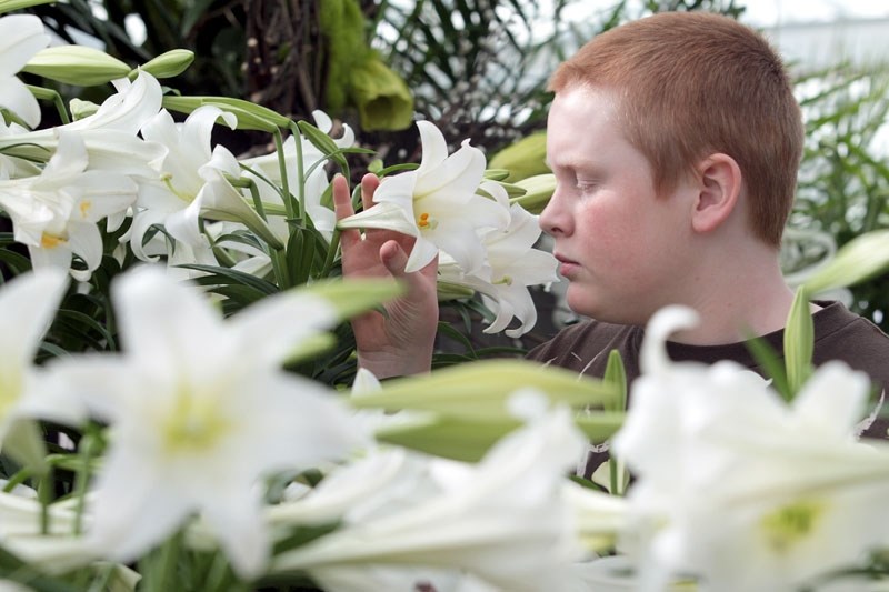 EASTER LILY – It takes three years from the time a flower bulb is planted on the California-Oregon coast