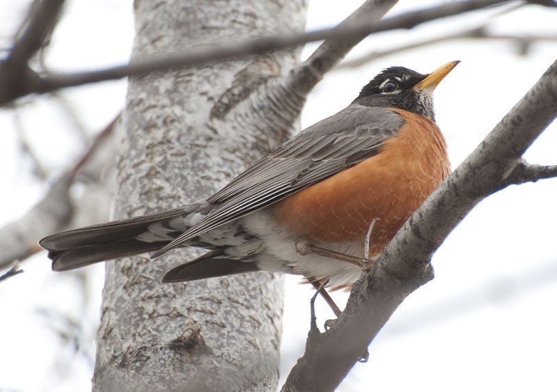 CHEER UP – A typical American robin spotted in a tree in St. Albert last April. Robins are often seen as harbingers of spring