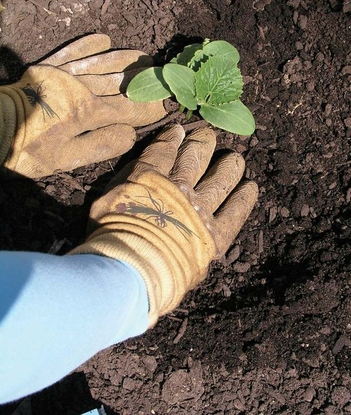 GOOD SOIL – One of the largest components of good garden soil is air space.