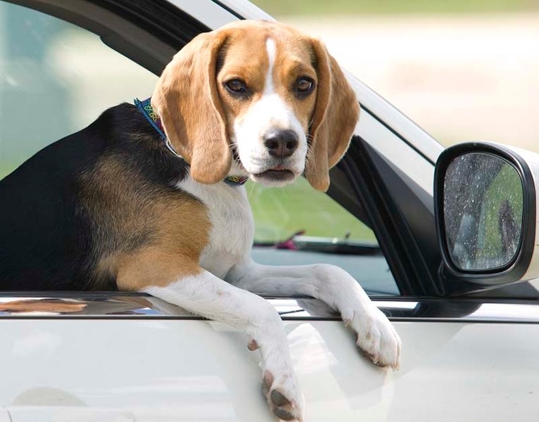 LEGAL BEAGLE – Come September 2014