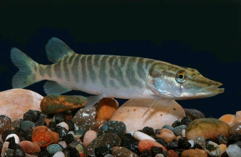 SHARK OF THE STURGEON &#8211; A typical northern pike spotted at the Royal Alberta Museum. Northern pike are common in the Sturgeon River