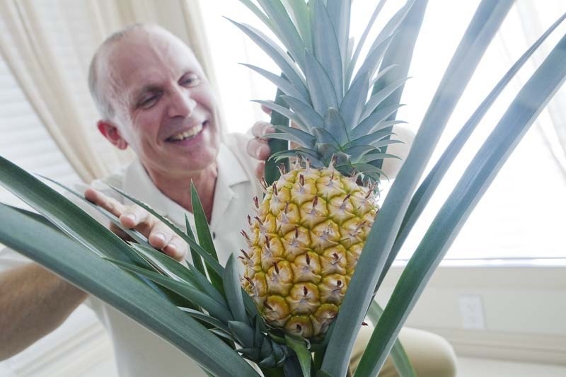 TOUCH OF THE TROPICS – David Krause and his family grew a pineapple from store-bought produce and