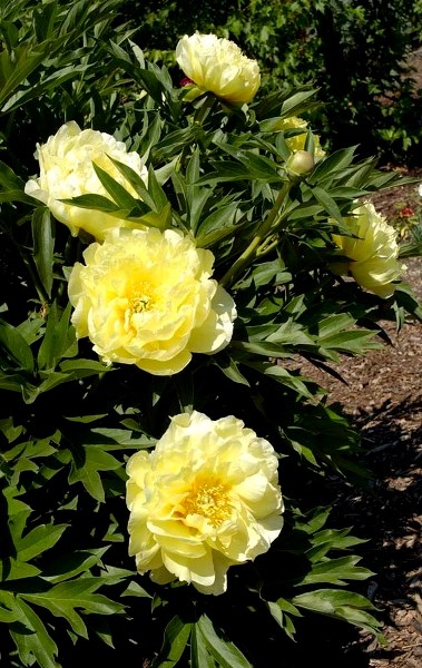 BIG BLOOMS – Itoh peonies