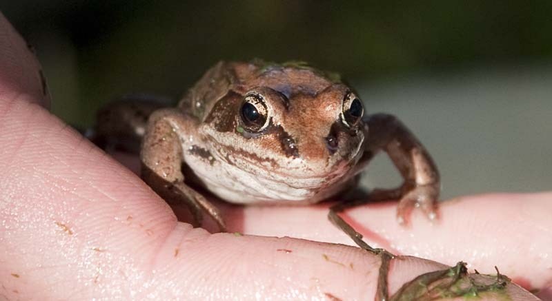 RIBBIT? – Then BLESS summer nature centre co-ordinator Christianne McDonald holds a wood frog she retrieved from the Sturgeon River in this 2011 photo. Wood frogs are some of 