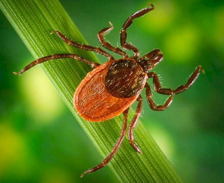 CARRIER – The black-legged tick is a known carrier of Lyme disease. A new provincial program now allows members of the public to submit ticks for testing.