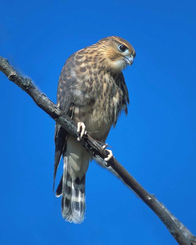 BLUE WIZARD — A typical merlin. Merlins are known for their distinctive