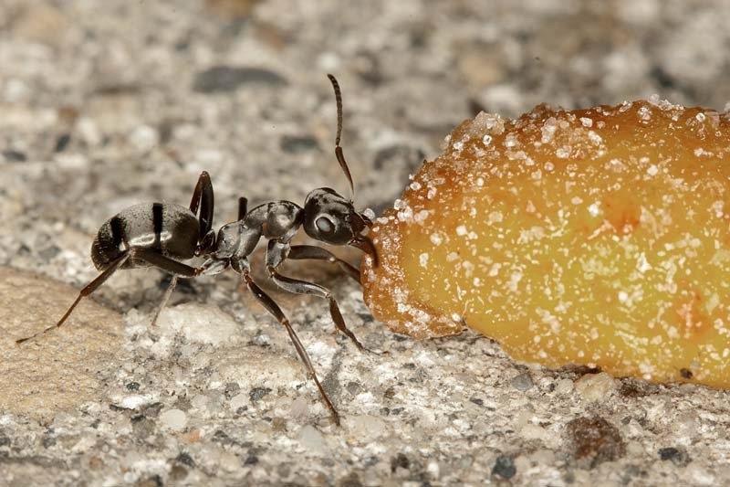 LUNCH ON THE GO – There are 93 known species of ants in Alberta. Each species has different foraging habits.