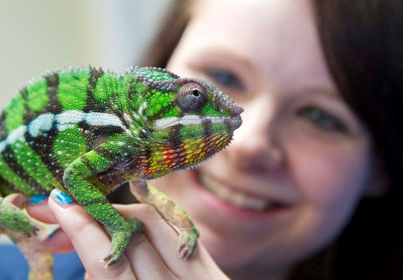 COLOUR HIM GREEN – Paradise Pets reptile technician Heaven-Leigh Adcock holds up a panther chameleon