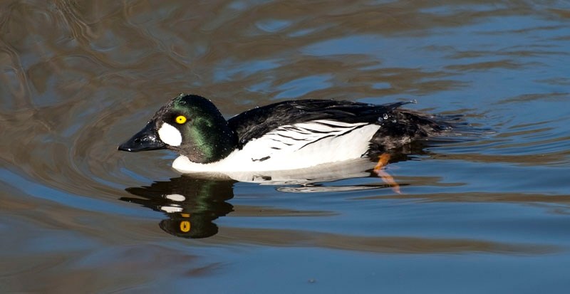 GOLDEN EYES – A typical male common goldeneye at Grandin Pond. The common goldeneye is known for its golden eyes