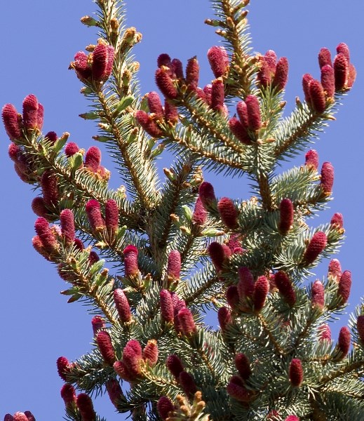 MAKING WHOOPEE –– The red tips of this white spruce are the female parts of the tree. The female parts are in full bloom now