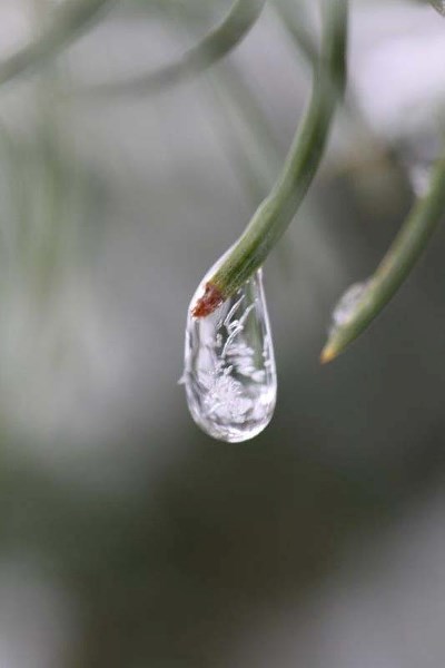 AWARD WINNER – Snow