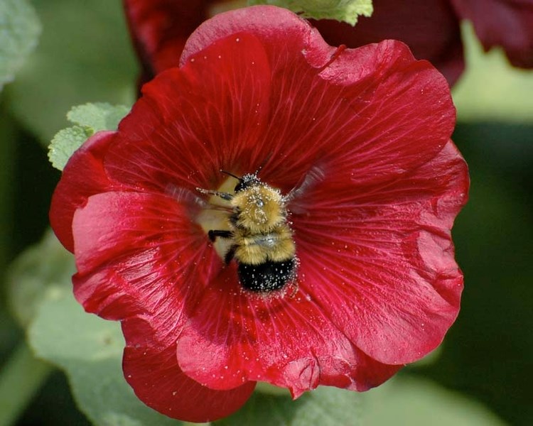 BEE HEAVEN – A bumblebee gets covered in pollen from a hollyhock flower in Calgary. Bumblebees store collected pollen on their legs.
