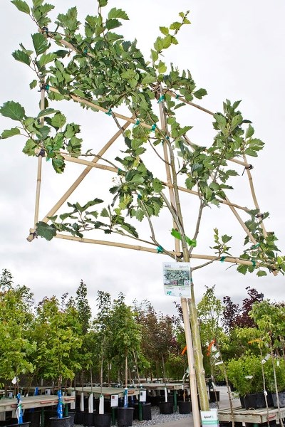 LIKE A PANCAKE – Flat trees are initially pruned and mounted to a frame that trains the tree to grow in a flattened pattern