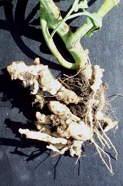 ON THE MOVE – Clubroot is a virulent disease that affects crops such as canola
