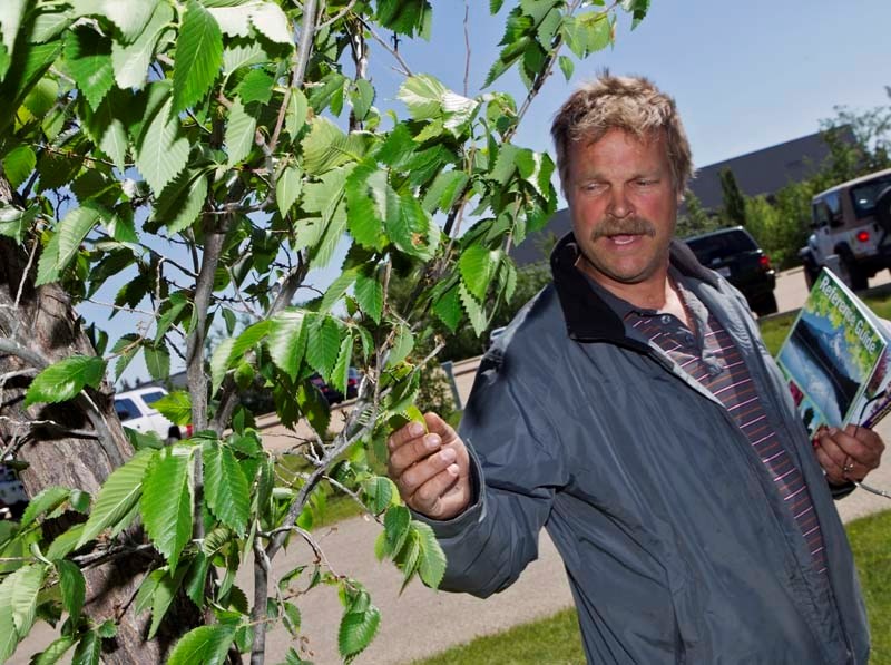 CANOPY PROVIDER – City of St. Albert arborist Kevin Veenstra explains the distinguishing characteristics of an American elm