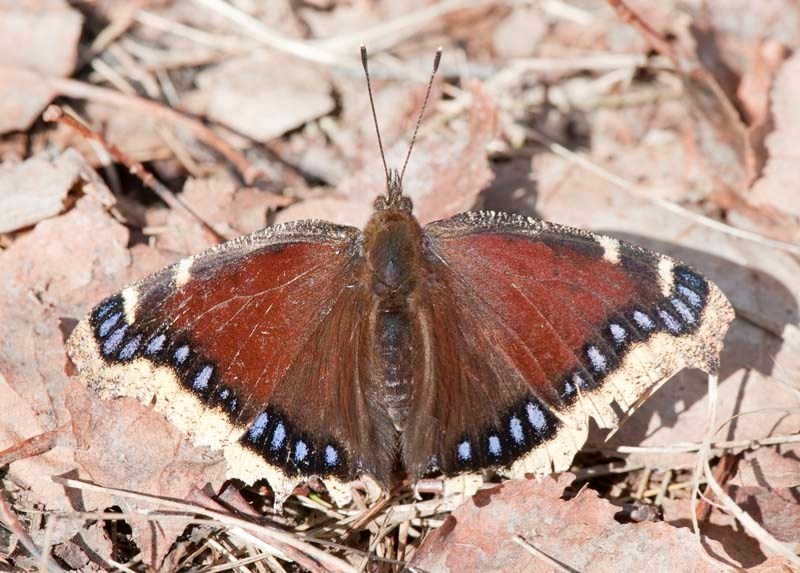 GOOD MOURNING! – A mourning cloak butterfly suns itself in a forest in St. Albert. New mourning cloak butterflies are expected to emerge in St. Albert in early July.