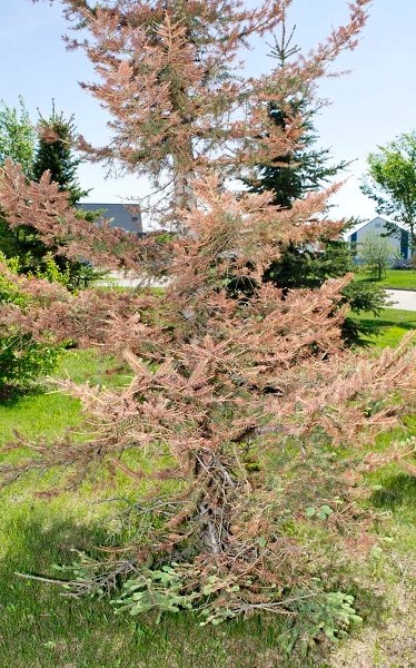 TREE TROUBLE – Colorado spruce