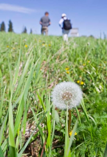 WAR OVER – The province turned its back on the dandelion in 2010