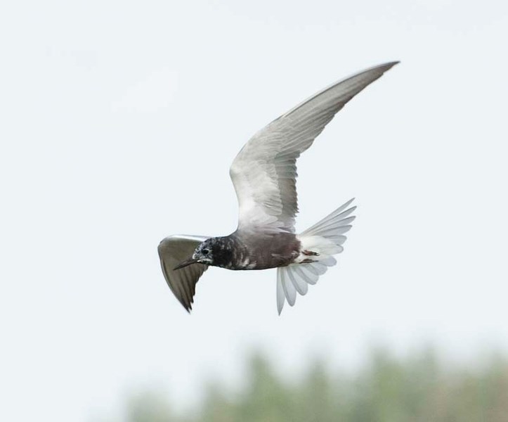 DUCK! – A black tern circles about the John E. Poole interpretive boardwalk as it prepares to dive-bomb the photographer in this July 2012 photo.