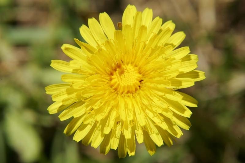 DANDY DELICACY – This common yellow flower