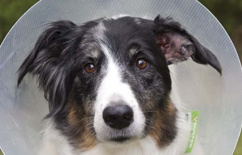 BAD SITUATION – Teegan was attacked by a dog and required stitches. In the summer there is an increase in dog attacks.