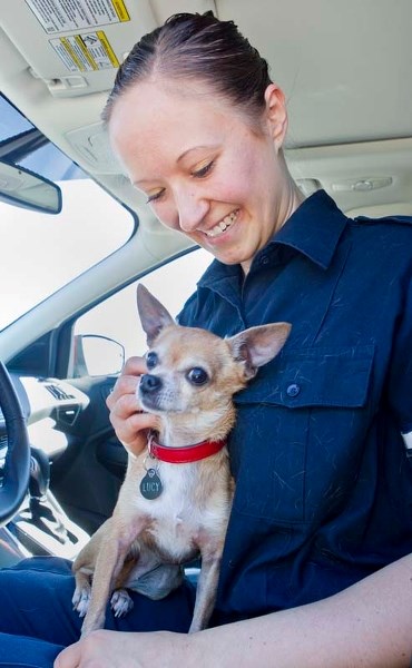HOT DOG – Officer James of the Edmonton Humane Society has a playful moment with Lucy the Chihuahua during a recent campaign to highlight the dangers of leaving pets in a
