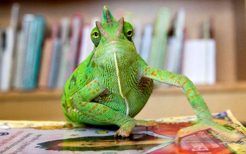 Rambo the veiled chameleon shows off its climbing skills on some of the Morinville Public Library&#8217;s most appropriate books.