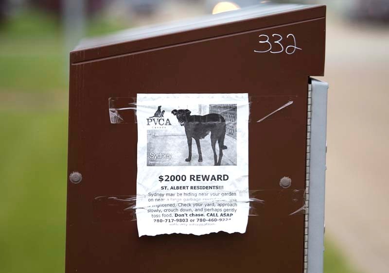 POSTERS PROHIBITED – A St. Albert bylaw prohibits posters like this on city property but enforcement officials don&#8217;t respond unless they receive a complaint.