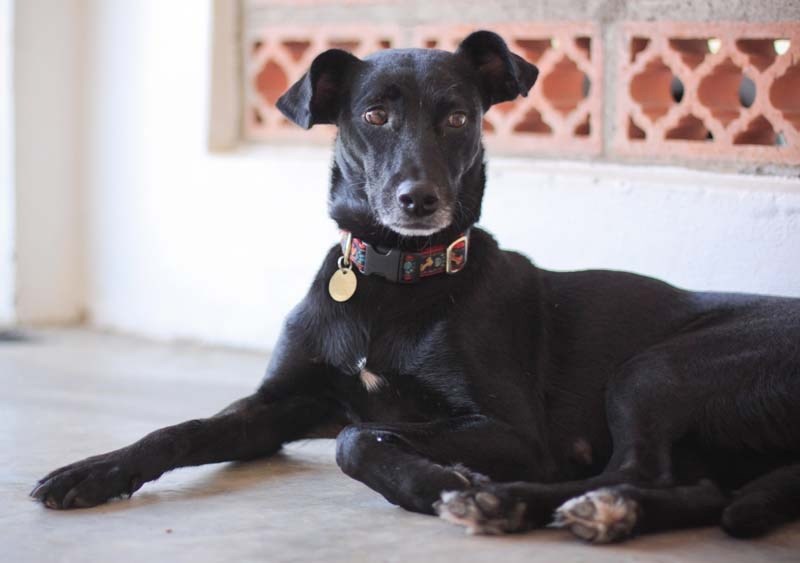 STILL AT LARGE – Ongoing efforts to capture escaped dog Sydney have come up empty. The dog ran away from her adoptive family shortly after arriving from a Mexican SPCA nearly 