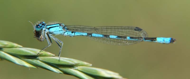 SNACK TIME – A bluet damselfly snacks on a bug as it rests atop a sprig of grass in St. Albert.