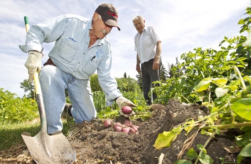 BRIGHT RED SPUDS – Gardener Bob Russell digs some potatoes at the St. Albert Heritage Garden on Mission Hill as Orest Luchka observes. The community garden provides food for