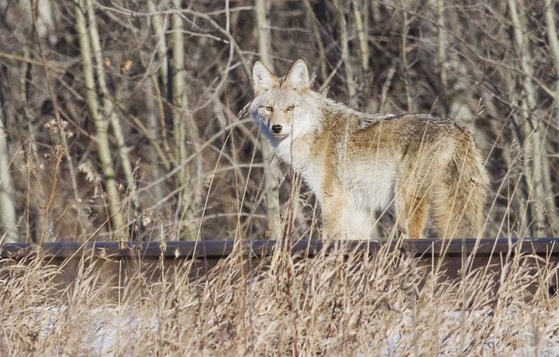 PREDATOR – While some social media sources report that coyote sightings have increased dramatically