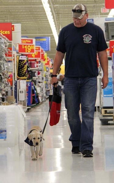 IN-STORE TRAINING – Volunteer puppy raiser Adam Cassidy takes 11-week-old Ruby for a tour of a Walmart store during a recent training session. The group Dogs with Wings is