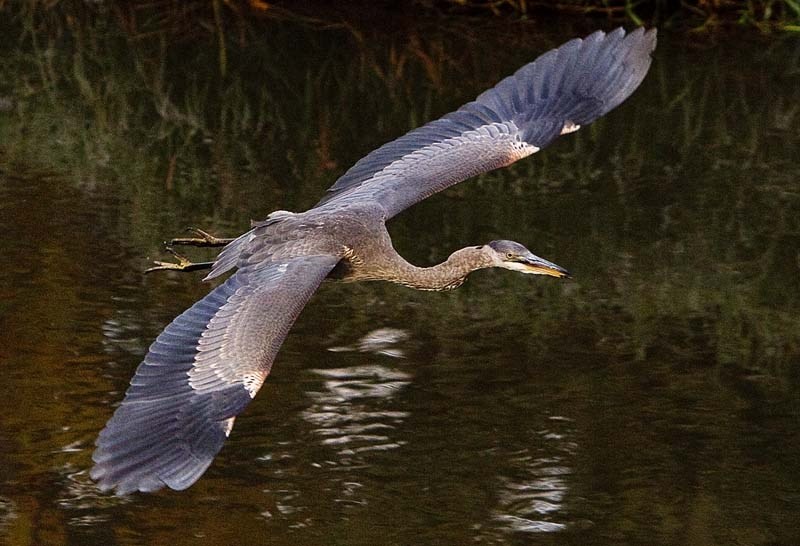 BIG BLUE – A great blue heron takes flight along the Sturgeon River. They are amongst the largest birds known to frequent the river.
