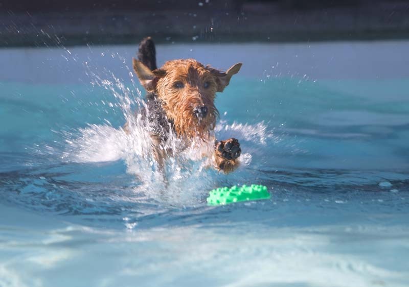 FUNDRAISER – The Second Chance Rescue Society will host a dog swim at Grosvenor Outdoor Pool on Monday