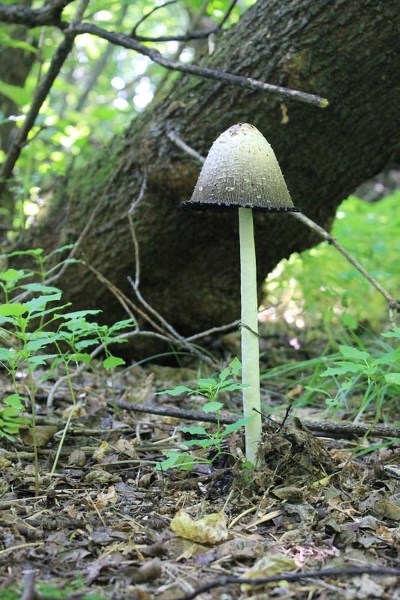 A coprinus colloseus mushroom discovered earlier this summer in Edmonton&#8217;s Whitemud ravine. Many other rare mushrooms will be on display this Sunday at the Devonian