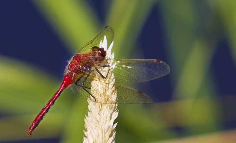 HIGH FLIER – A White-faced Meadowhawk Dragonfly flies around the edge of the Sturgeon River