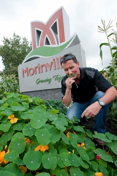 MUNCHABLE MORINVILLE — Morinville public works manager Donald Fairweather samples some edible nasturtium from one of several edible gardens planted around town this summer as 